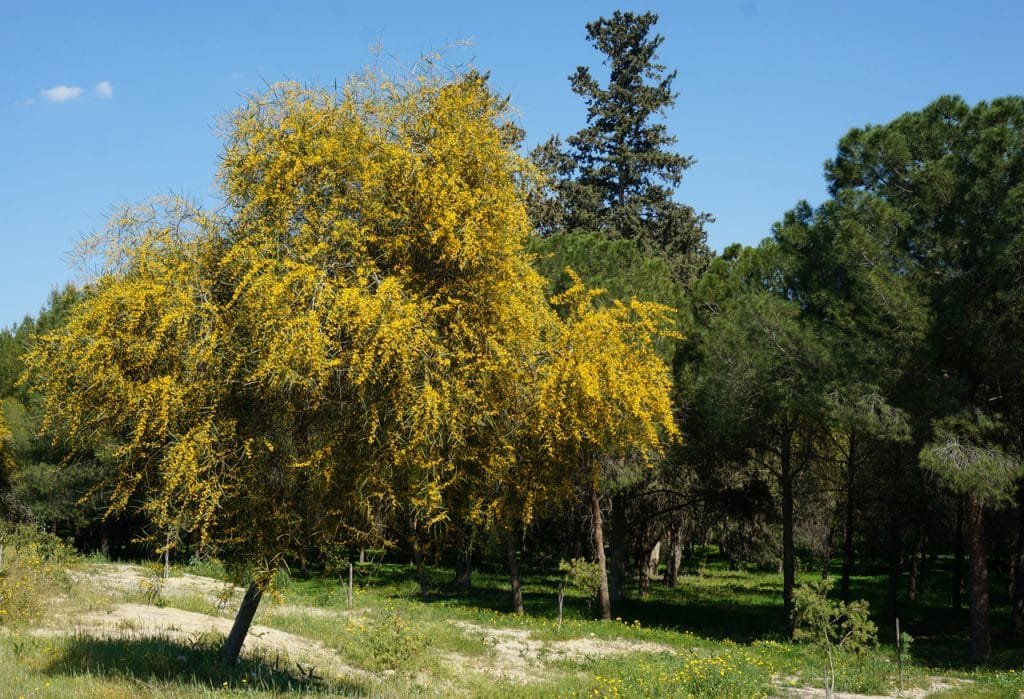 acacia saligna o acacia cyanophylla árblo