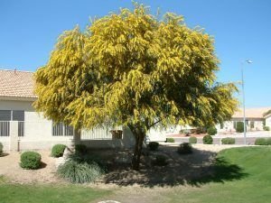 acacia saligna o acacia cyanophylla plantación