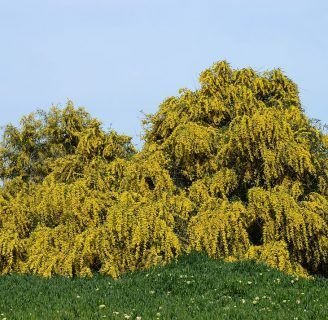 Acacia saligna o acacia cyanophylla: Entérate de la diversidad de usos que tienen