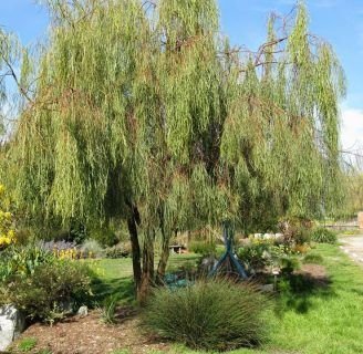 Acacia stenophylla: Conoce lo que no sabes, sobre esta especie