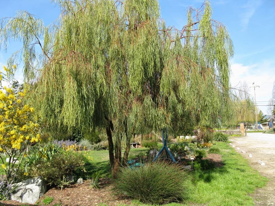 acacia stenophylla