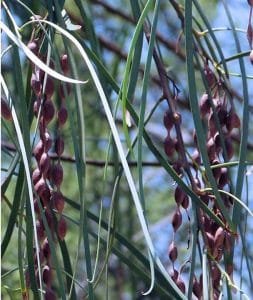 acacia stenophylla