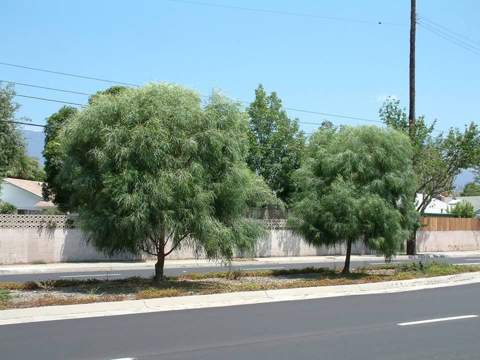 acacia stenophylla