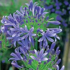 Agapanthus umbellatus: Todo lo que debes saber de la especie