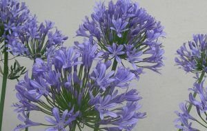 agapanthus umbellatus y sus bellas flores 