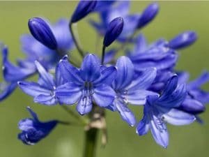 agapanthus