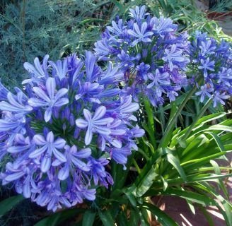 Agapanthus: Cuidados, reproducción, semillas, poda y mucho más