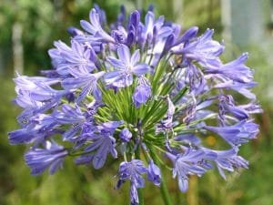 Agapanthus