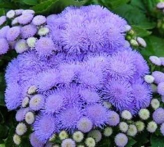 Ageratum: Cuidados, reproducción y mucho más de la planta.