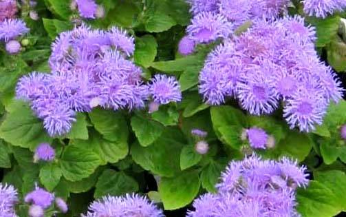 ageratum