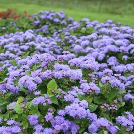 ageratum