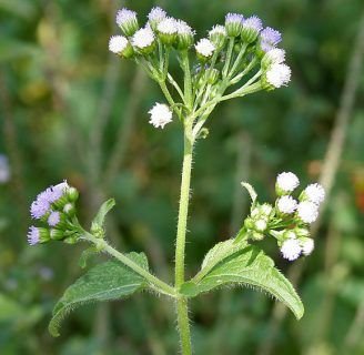 Ageratum conyzoides: Todo sobre este arbusto con propiedades medicinales.