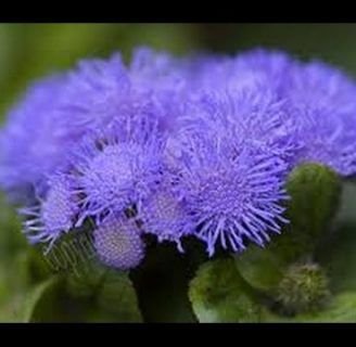 Ageratum houstonianum (ageratum mexicanum): Lo que debes saber.