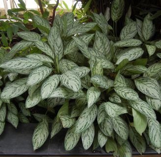 Aglaonema: Cuidados, variedades y mucho más de esta especie