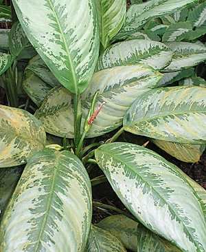 Aglaonema Crispum
