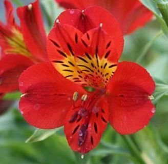 Alstroemeria ligtu : Todo lo que debes saber de esta especie