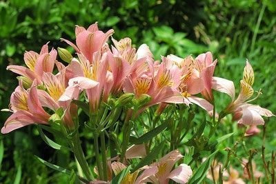 alstroemeria rosa