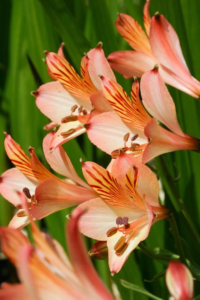 alstroemeria ligtu y sus lindas flores