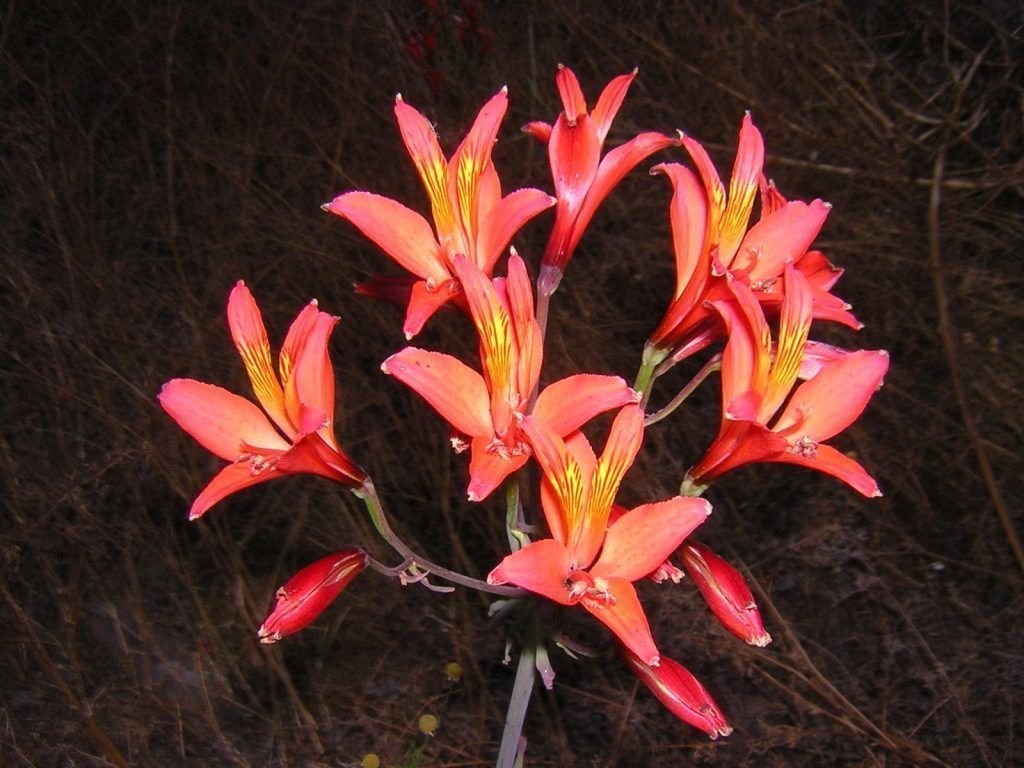 alstroemeria bella