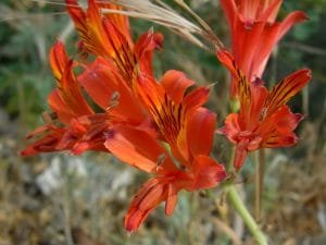 alstroemeria roja