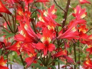 alstroemeria de color rojo