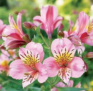 Alstroemeria pelegrina: Conoce esta especie endémica de Chile