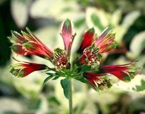 alstroemeria psittacina de festejo 