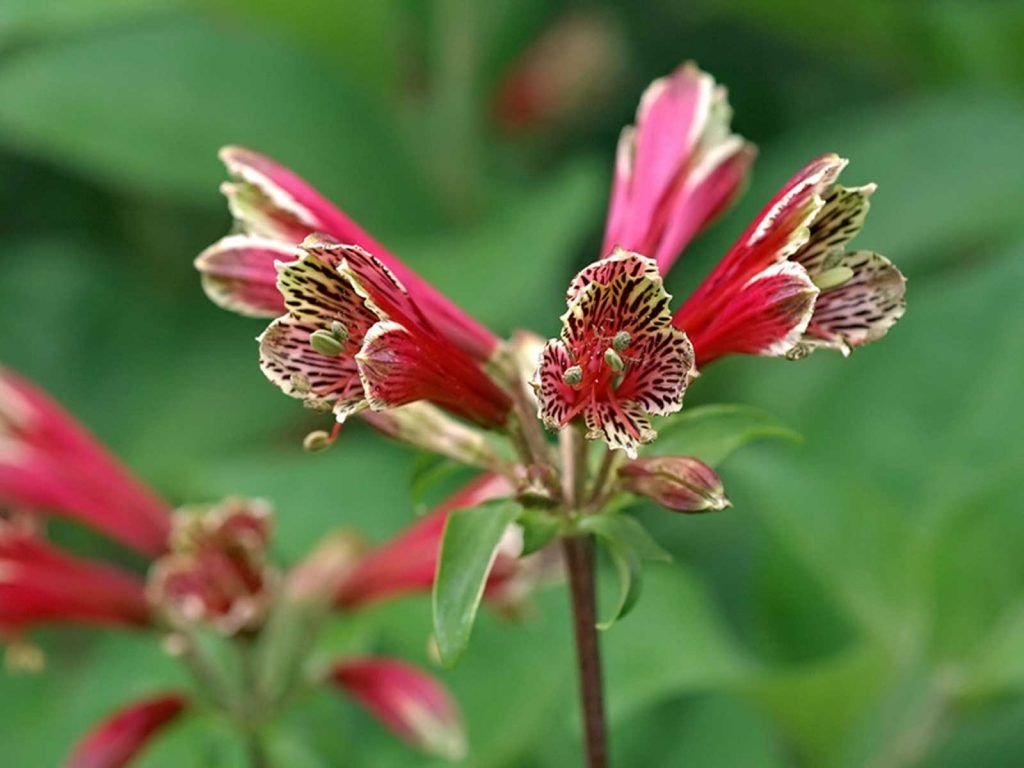 alstroemeria psittacina color rojo 