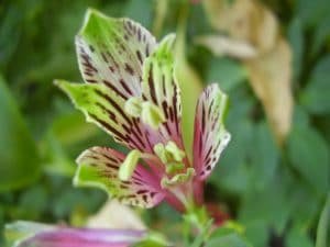 alstroemeria psittacina de lindos colores 