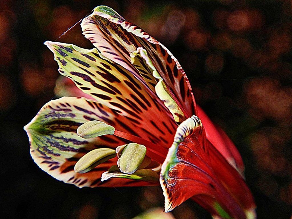 alstroemeria psittacina fuertes 