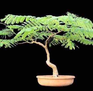 Bonsai de Acacia: Conoce los diferentes bonsáis con esta especie