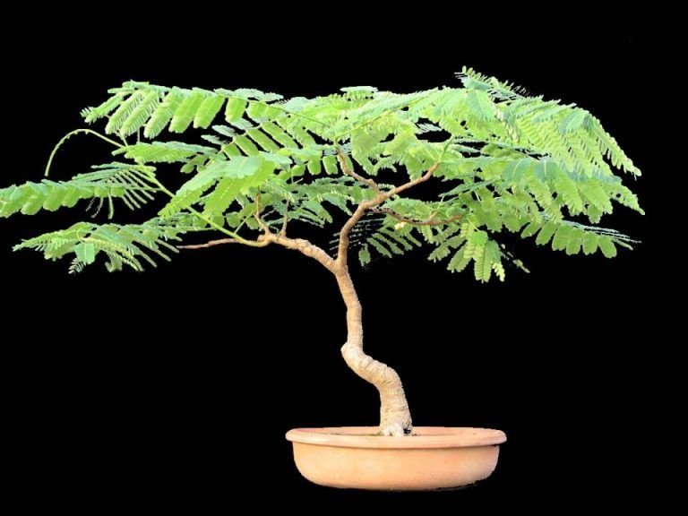 Bonsai de Acacia Conoce los diferentes bonsáis con esta especie