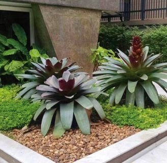 Bromelia imperial: Conoce todo lo que debes saber de esta especie de Brasil