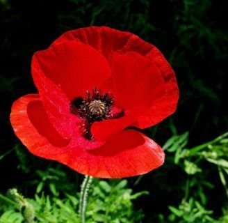 Flor de amapola: Conoce los diferentes usos y mucho más aquí