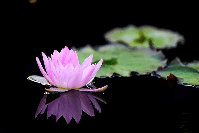 Flor de loto