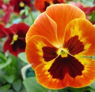 Flor de Pensamiento: Cuidados, significado y mucho más.