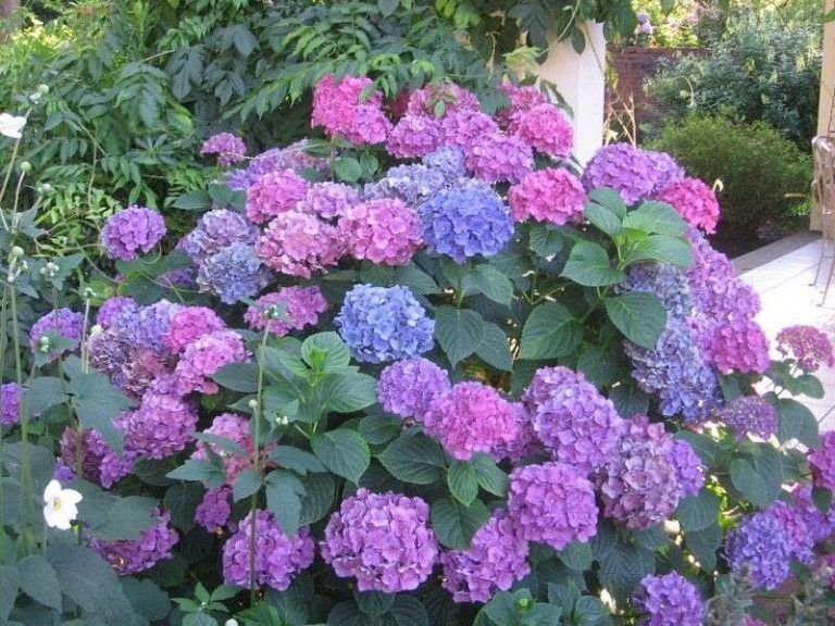 Hortensia Panícula 'Skyfall' – Planta De Cultivo Superior Con Flores Gigantes (Hydrangea Paniculata)