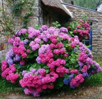 Hortensia: Cuidados, cultivo, significado y mucho más