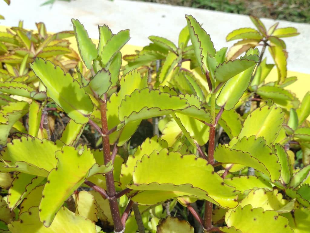 kalanchoe pinnata