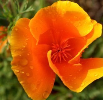 La amapola de california: propiedades, contraindicaciones Y MÁS