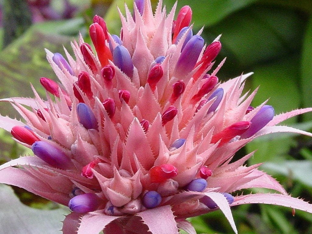 Bromelias aechmea (Bromelia fasciata)