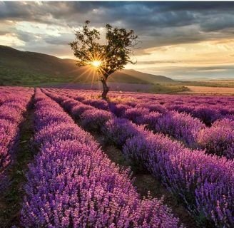 Lavanda: Características, cuidados, propiedades, reproducción y más