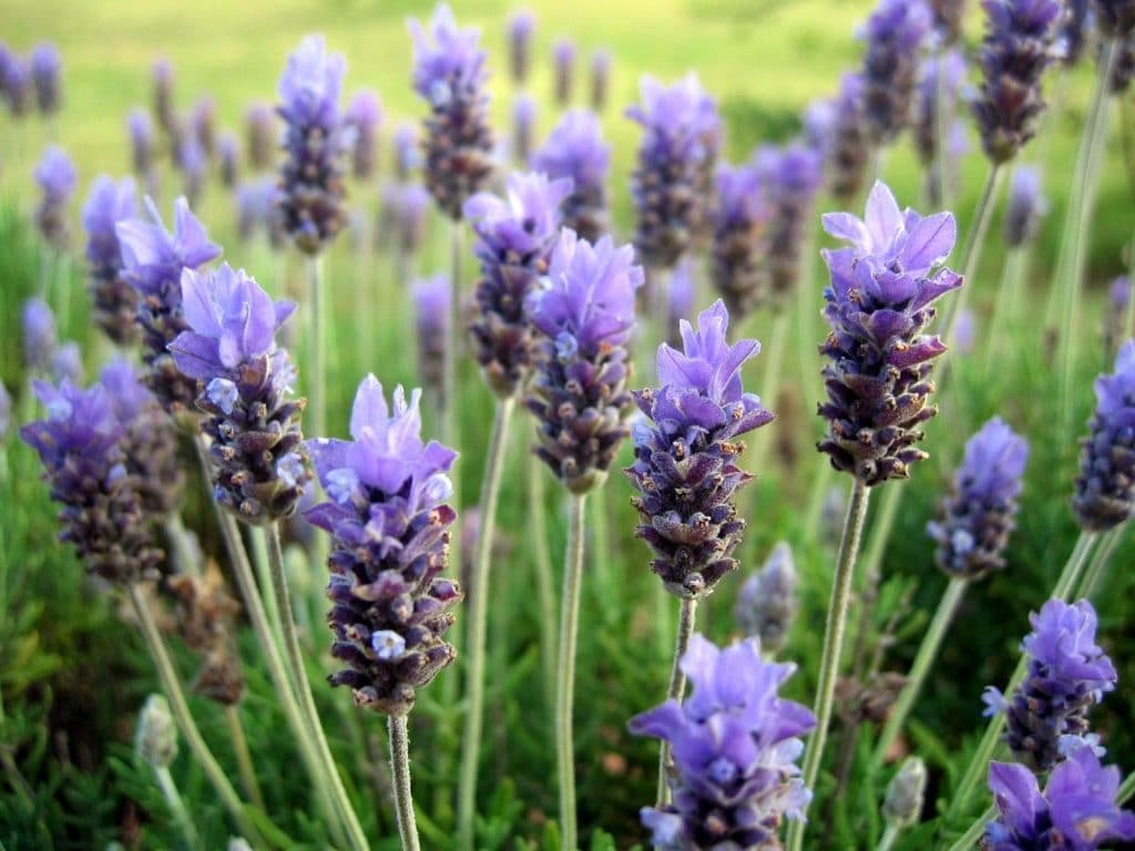 Lavanda: Características, cuidados, propiedades, reproducción y más.