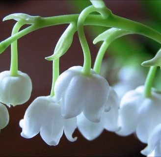 Lirio de los valles: Conoce todo sobre esta poderosa planta