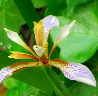 Lirio hediondo: Todo lo que debes saber de esta curiosa especie