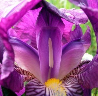 Lirio morado: Todo lo que tienes que saber sobre esta flor