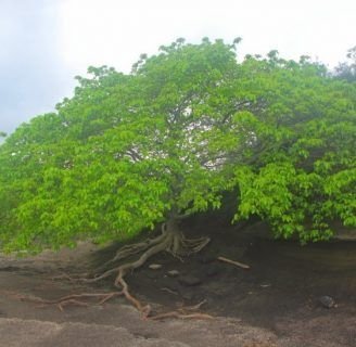 Manzanilla de la muerte: Lo que debes saber de este peligroso árbol