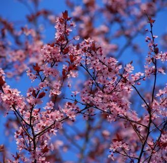 Manzano de flor (Manzano japonés): Características, significado y más