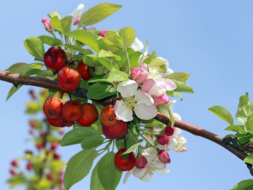 cuidados del manzano de flor