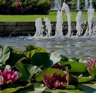 Nenúfar gigante o nenúfar de vigo: Lo que debes saber de esta flor